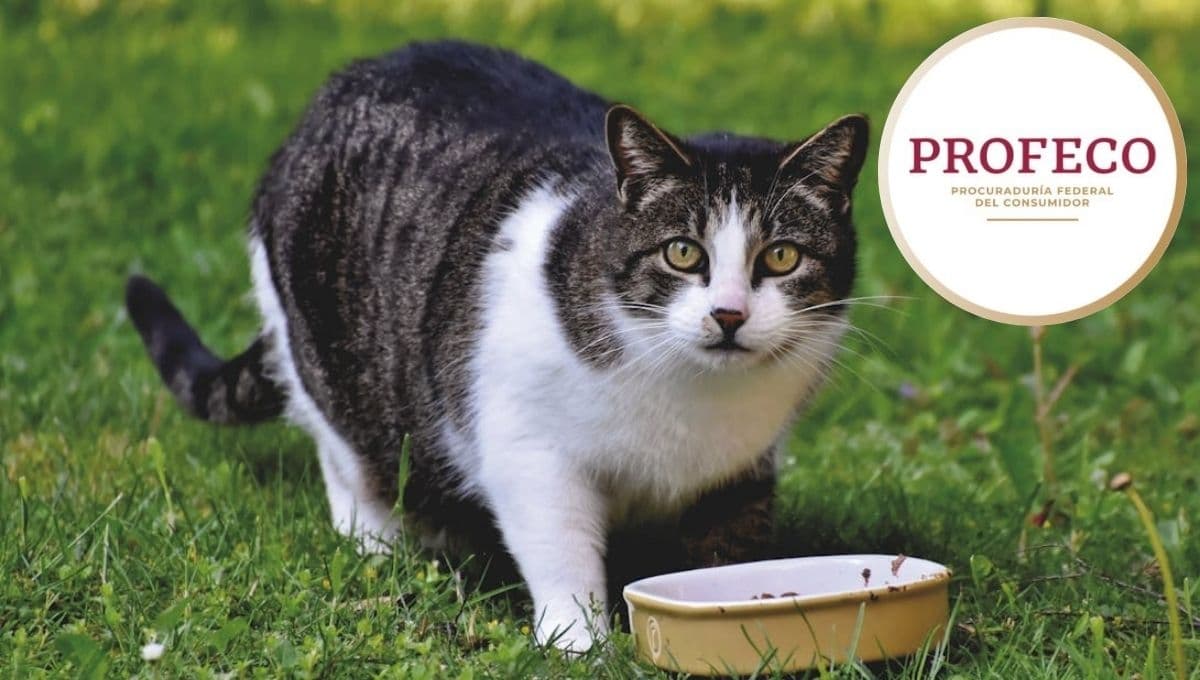 Tabla de las 3 mejores croquetas económicas para gato, según Profeco