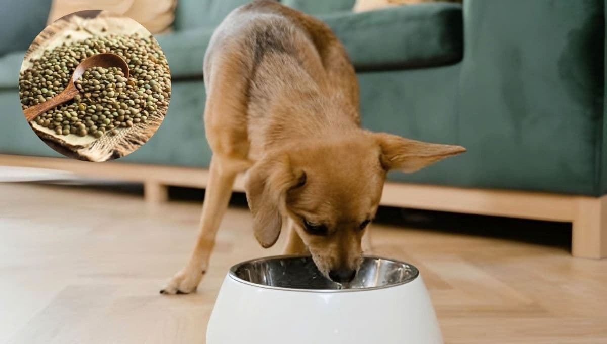 ¿Cómo dar lentejas a un perro? Buena alternativa si te quedaste sin su alimento