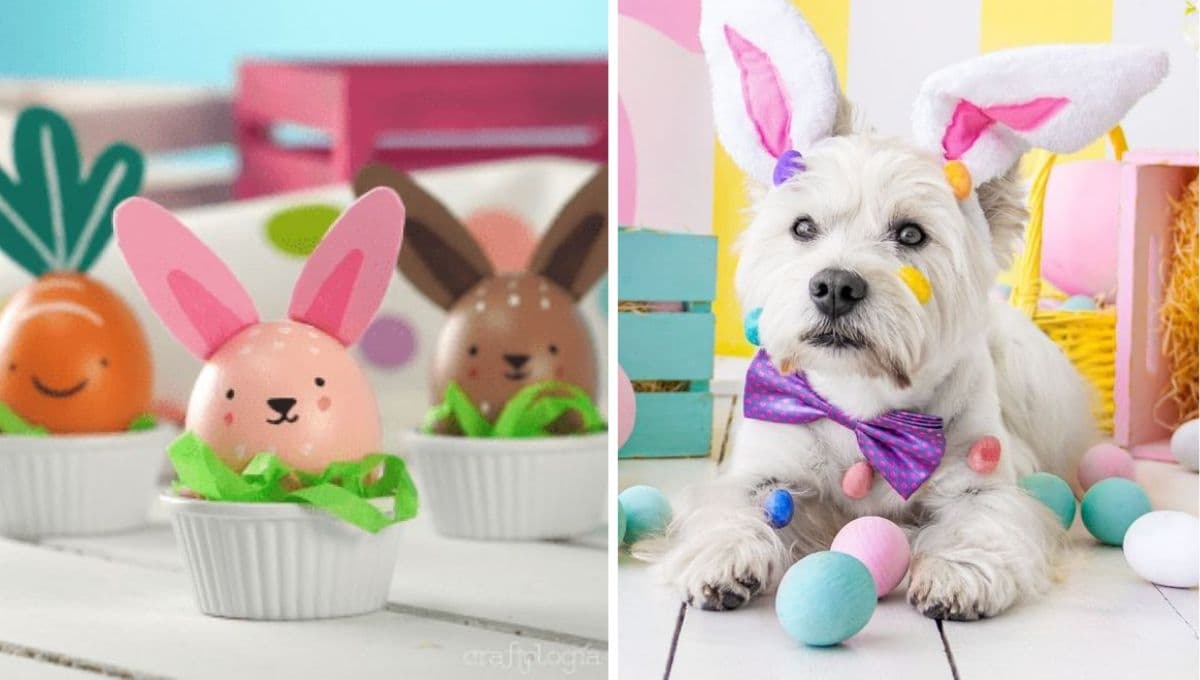 Cómo preparar huevos de pascua para perros: receta fácil y divertida