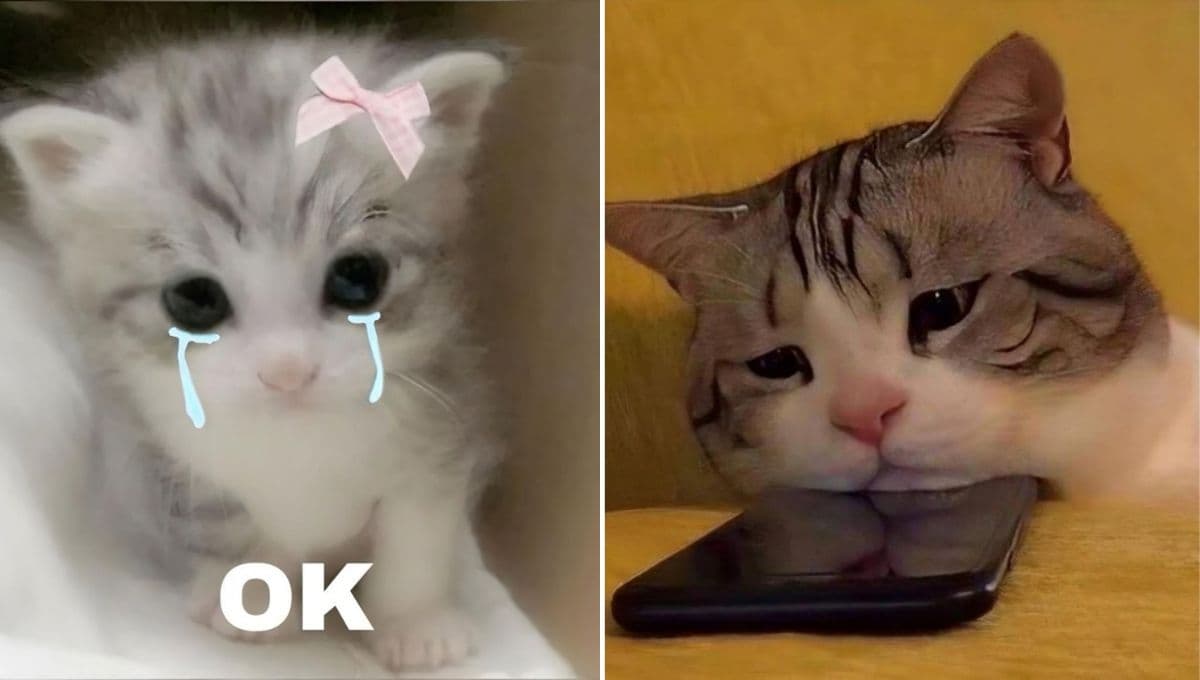 MEMES de gatos tristes para compartir en WhatsApp si nada te sale bien