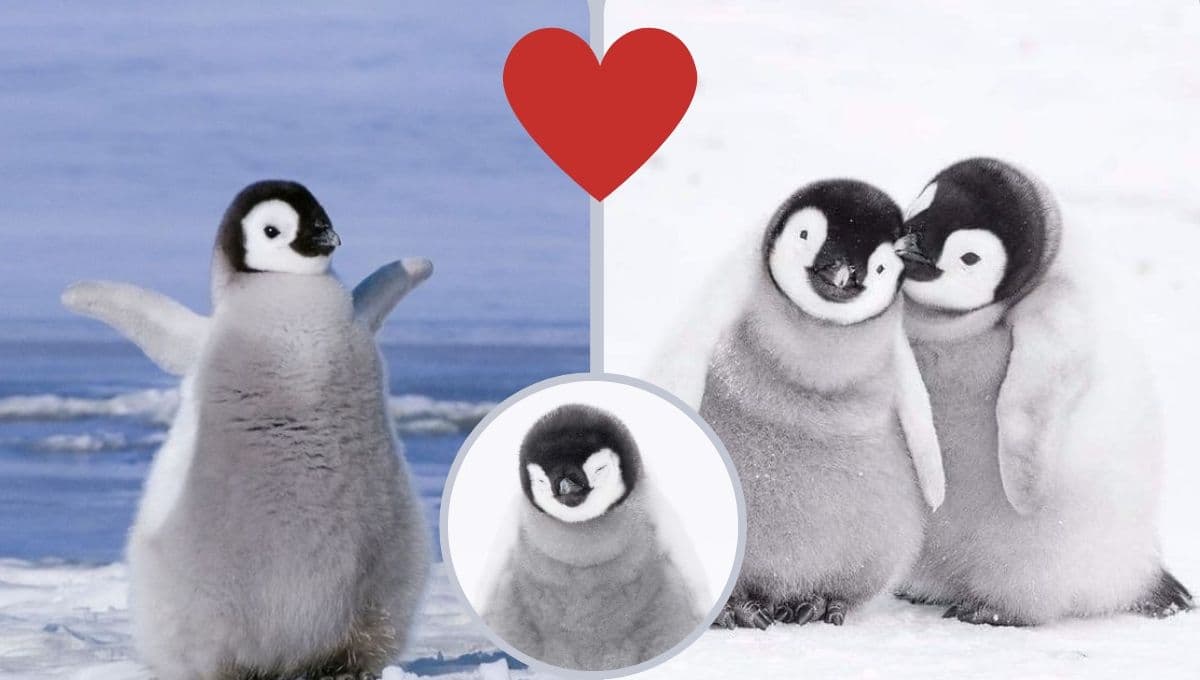 5 fotos de pingüinos bebés para celebrarlos hoy en su día