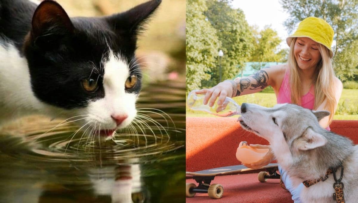 Protege a tus perros y gatos del calor extremo con estos tips de la UNAM