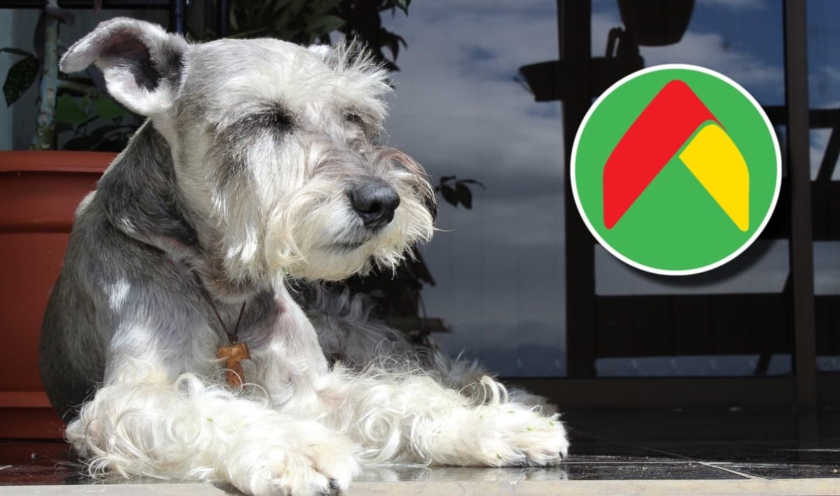 Costal de croquetas de 20 kilos para perro, de REMATE en Bodega Aurrerá y perfecta para Schnauzer