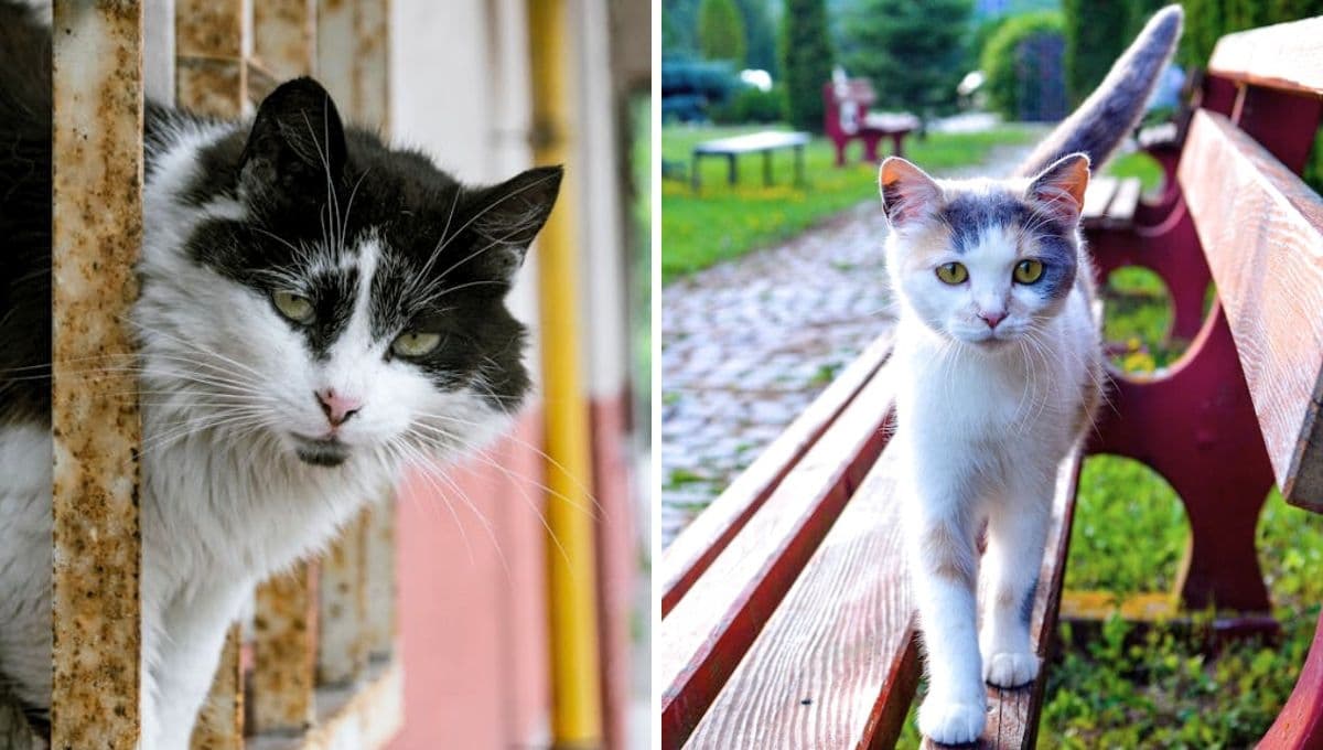 Por qué los gatos escapan de casa y cómo evitarlo, según los expertos