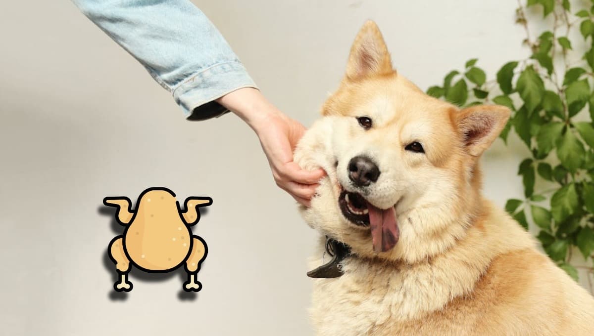 Pechugas o muslos de pollo, ¿qué es mejor que coma un perro y por qué?