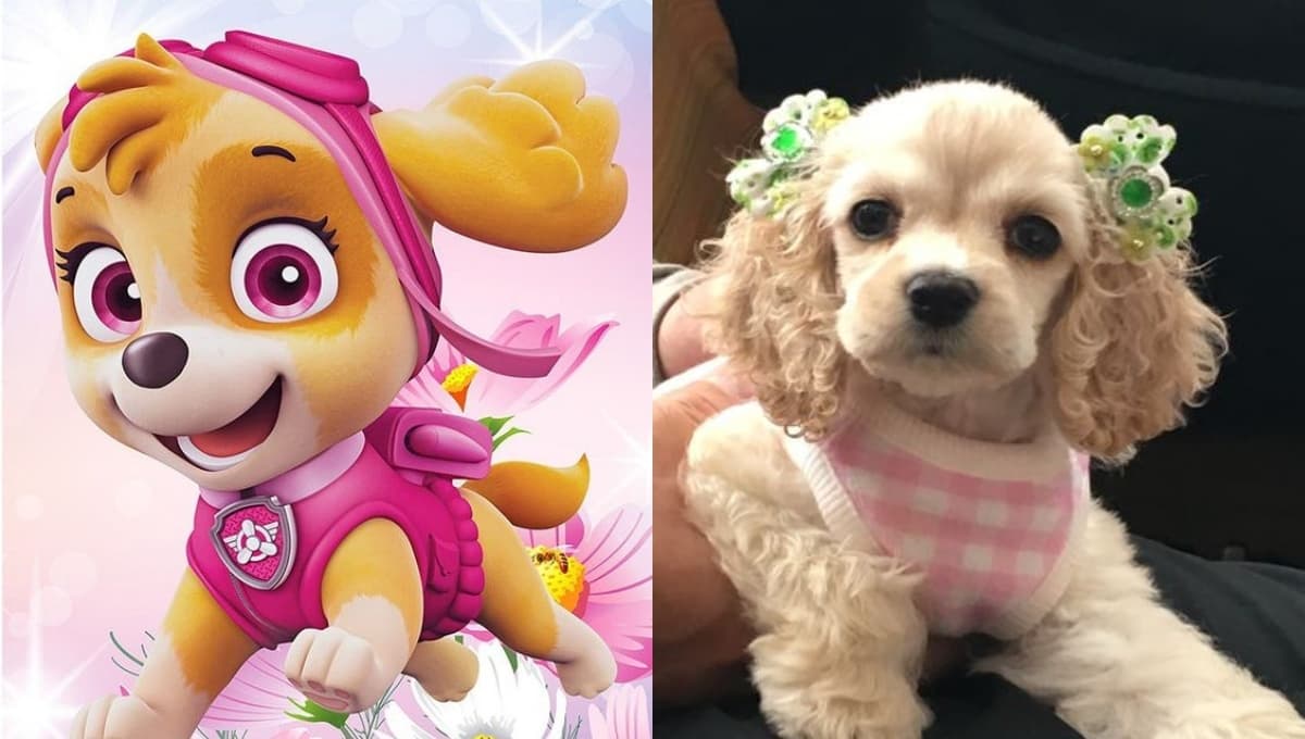 Lista de nombres para perritas chiquitas como Skye de Paw Patrol