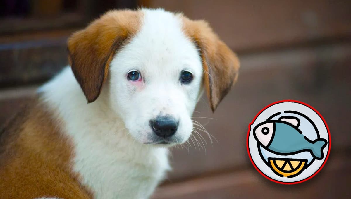 Prepara esta receta de pescado para perros: aporta nutrientes y vitaminas