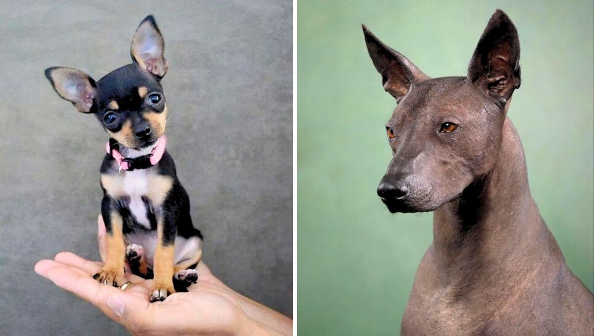 Conoce al perro Xolohuahua, la cruza entre Chihuahua y Xoloitzcuintle más preciosa