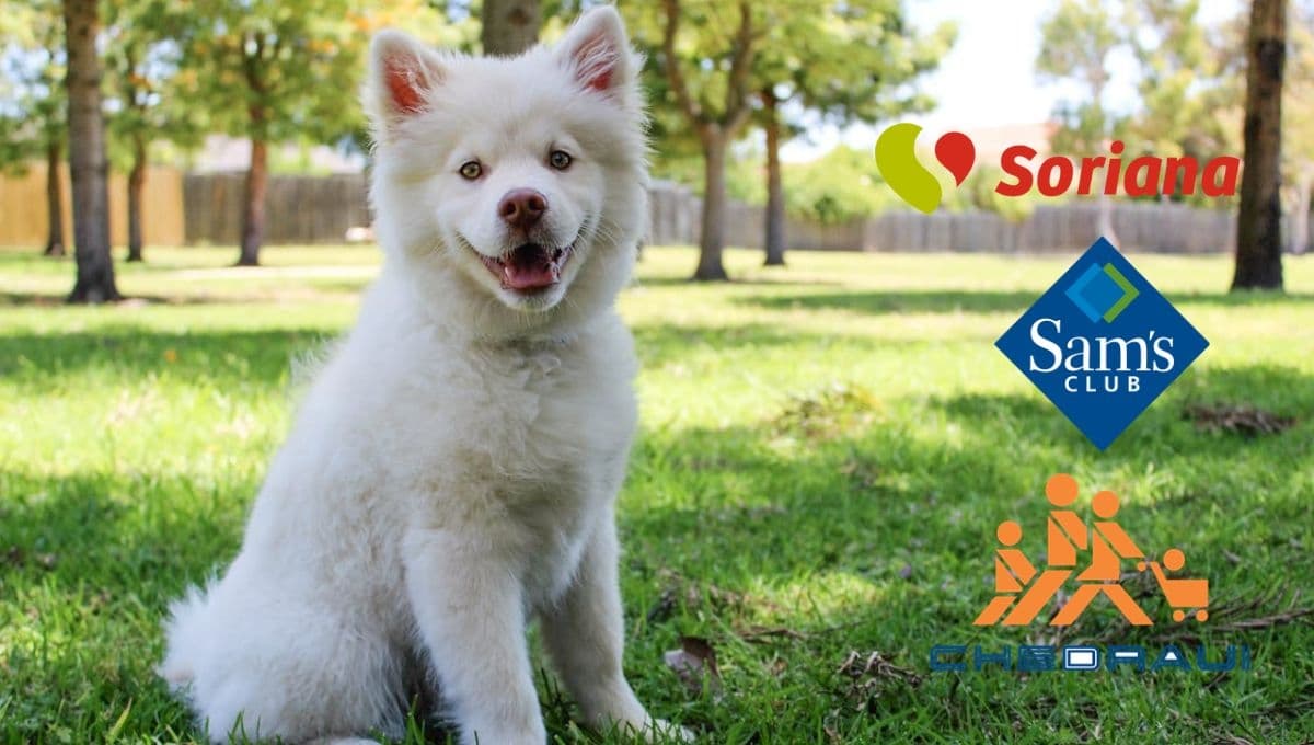 Sam’s, Chedraui o Soriana: ¿cuál tiene las mejores croquetas para perros?