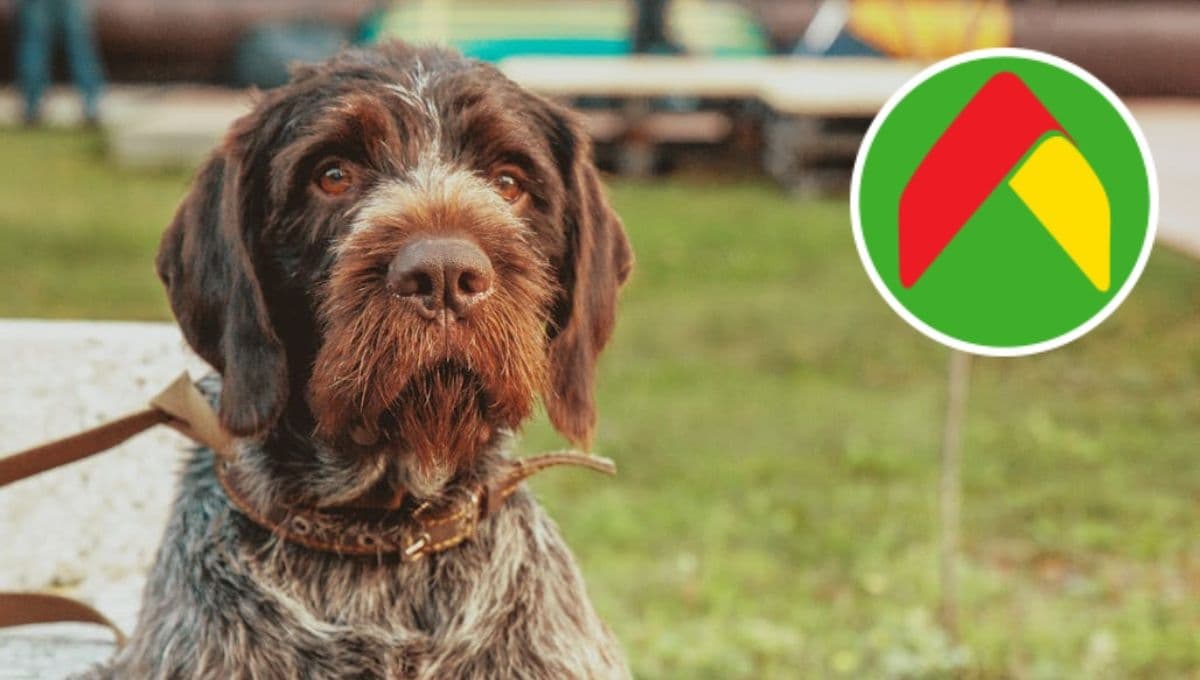 ¿Qué tan bueno es el costal de croquetas Dog Chow que Aurrera está REMATANDO?