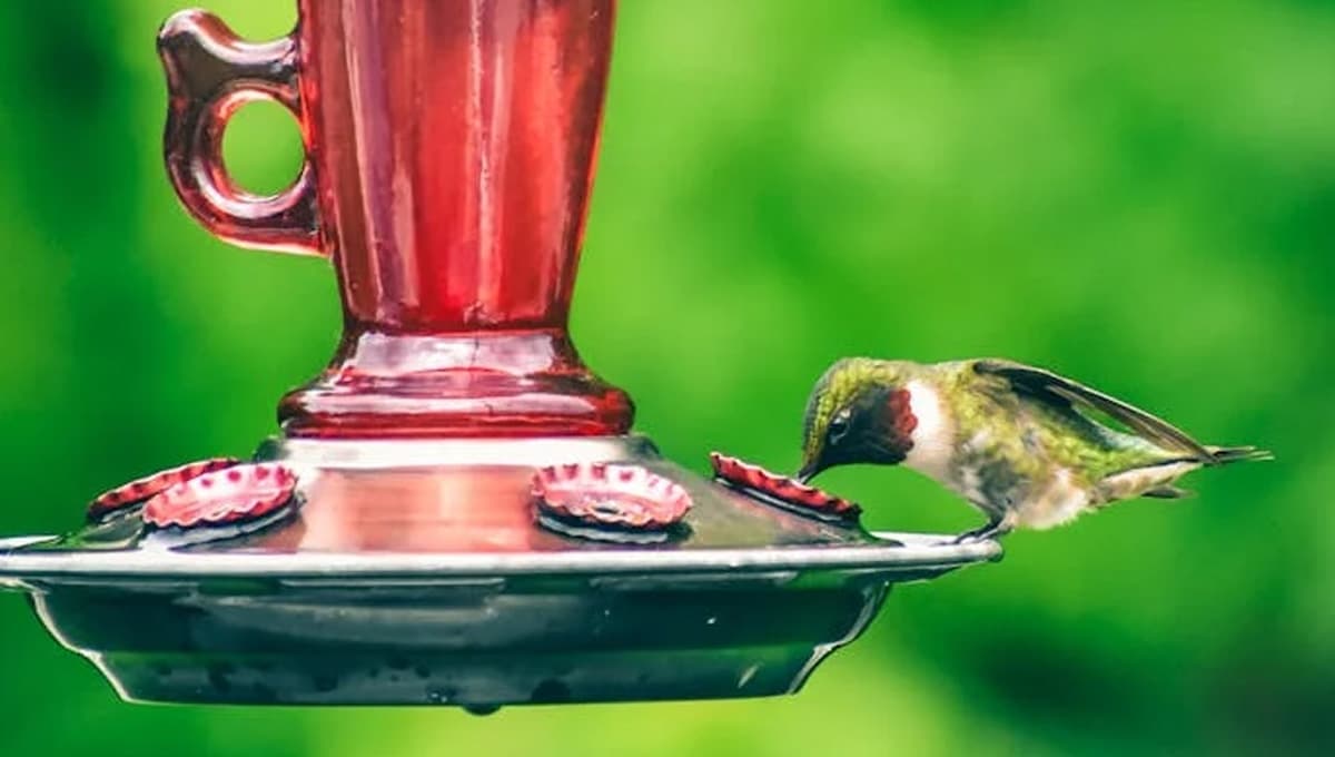 ¿Qué significa ver a un colibrí bebé?