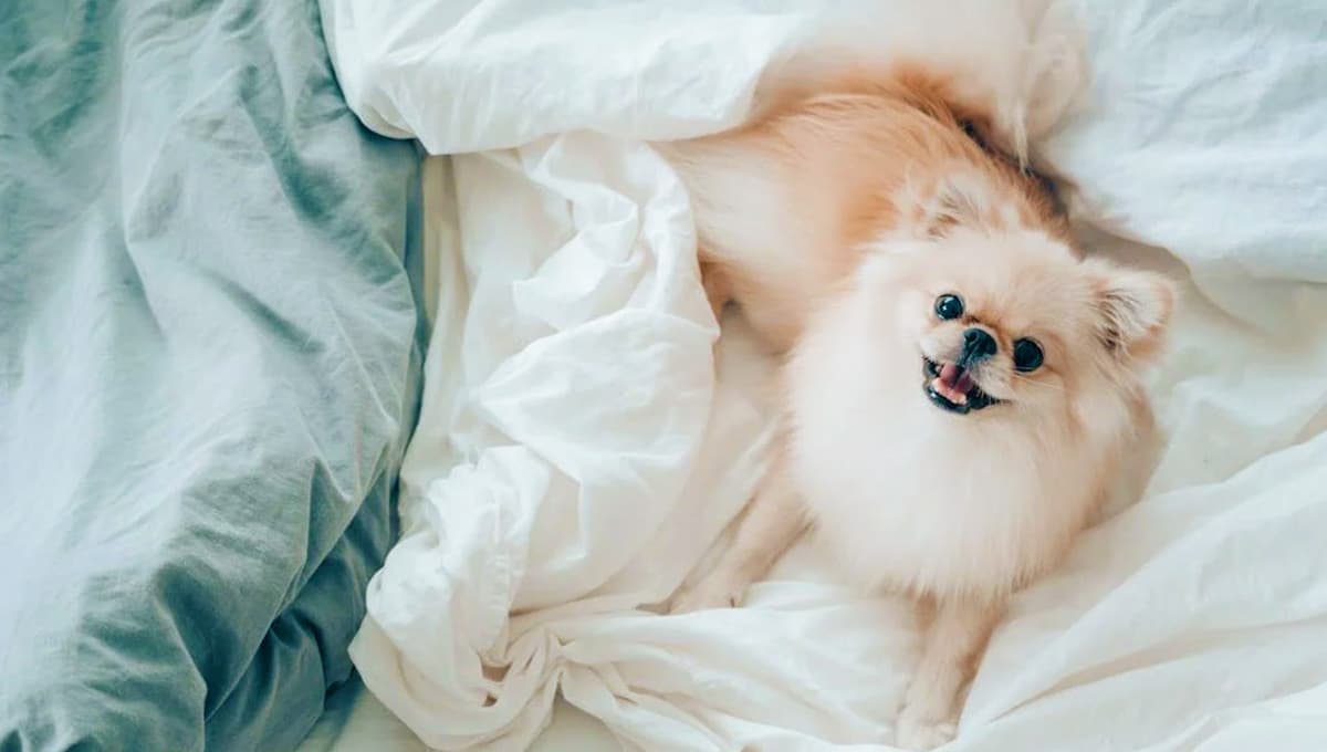 Nombres tiernos para perros Pomerania con significado