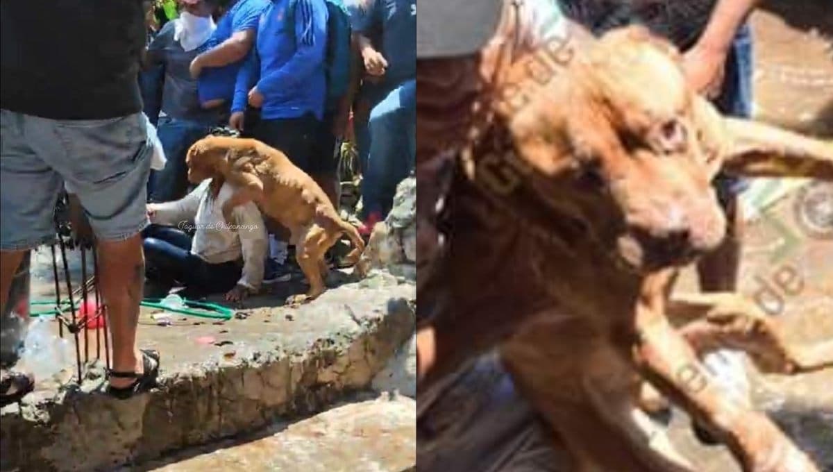 VIDEO: rescatan a perro del caso Taxco, que vivía en situación de desnutrición y mal estado