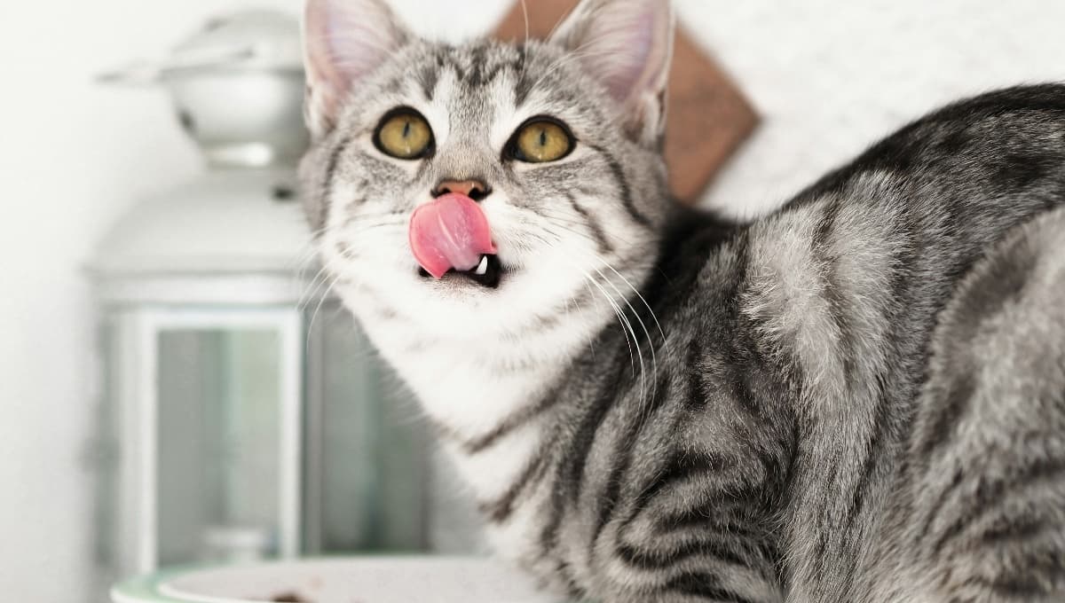 Consiente a tu gato con esta gelatina de patas de pollo: aporta nutrientes y colágeno