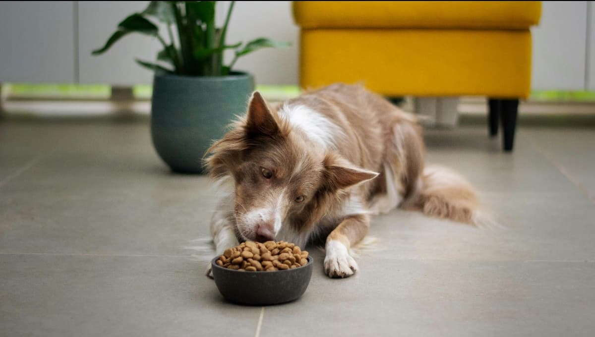 Sam’s pone barato el costal de 25 kg de croquetas para perro que aprueba Profeco