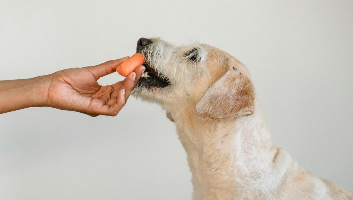 3 snacks que jamás debes darle de comer a tu perro: dañan sus dientes