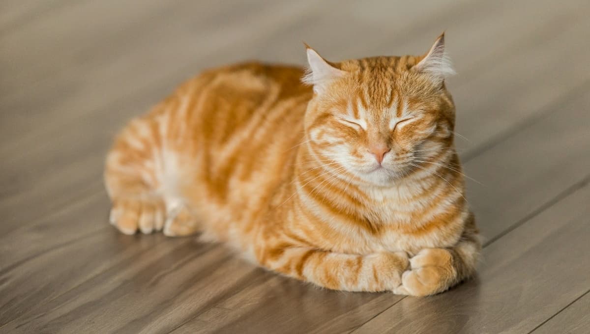 La razón por la que los gatos rascan el piso y su significado desconocido
