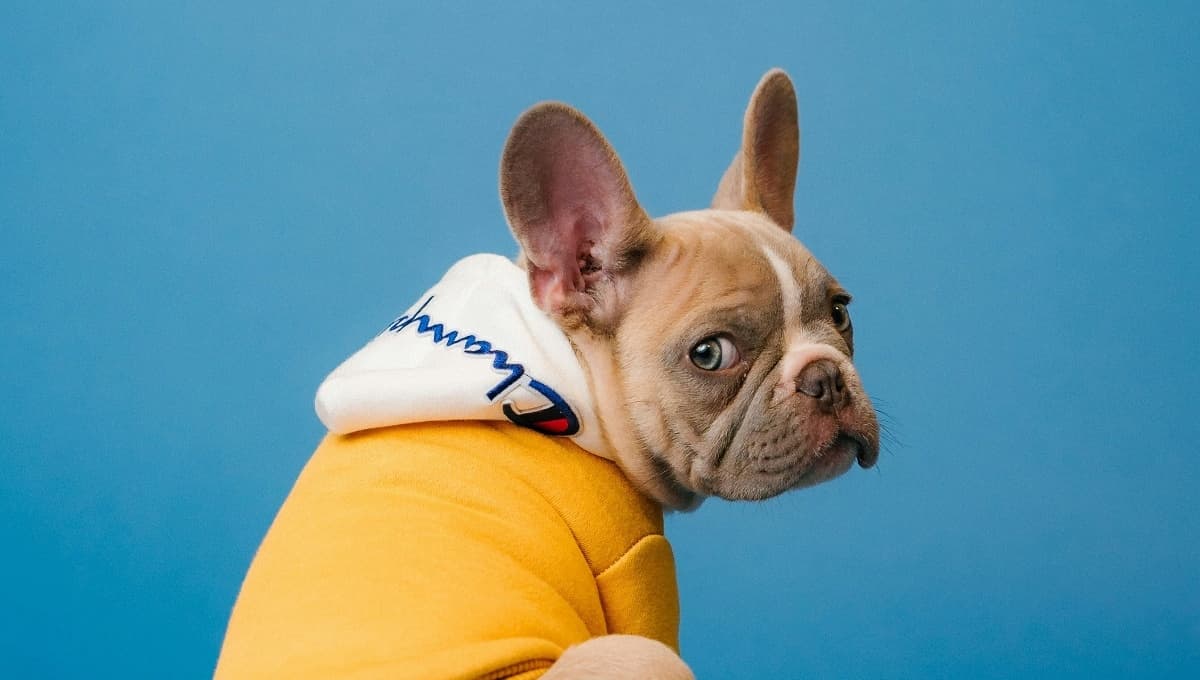 Bulldog francés: la raza de perro con orejas de murciélago y cara plana