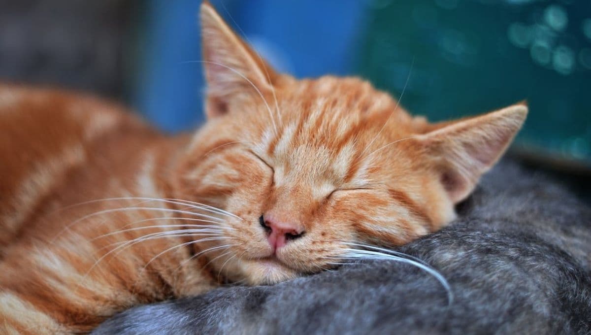 ¿Por qué ronronean los gatos?