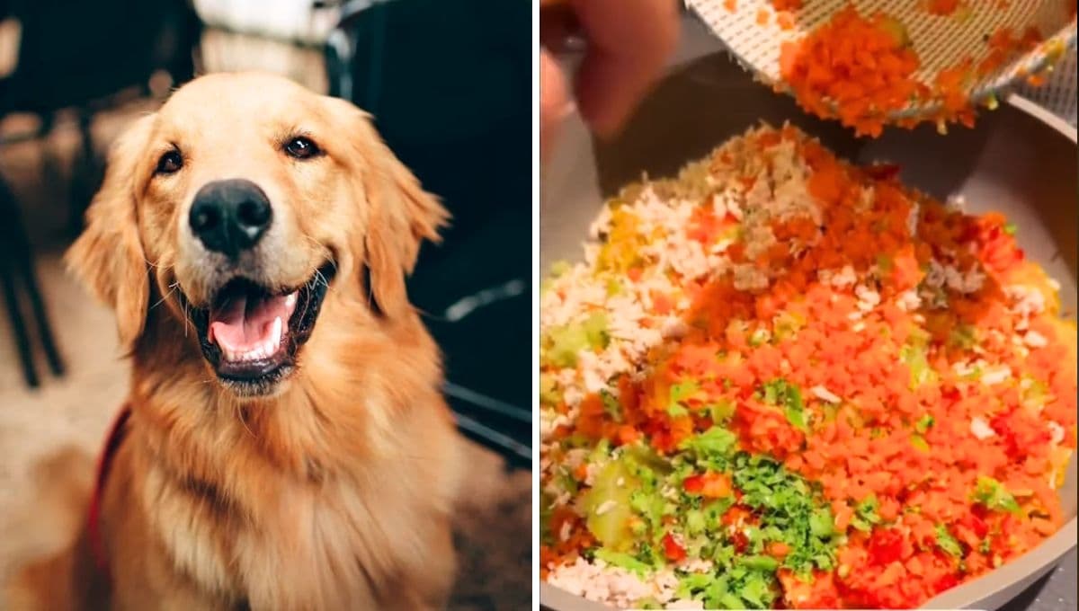Comida casera para perro: La receta más económica y nutritiva para tus lomitos