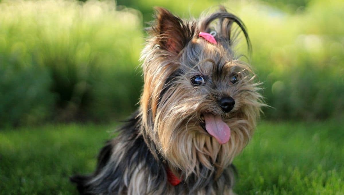 Cómo cuidar a un perro Yorkshire: tips y trucos para que sea feliz