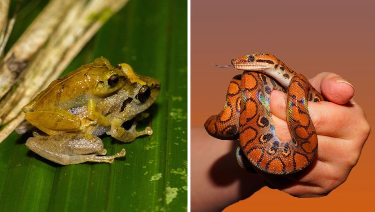 Lista de mascotas que está prohibido tener, según la Ley de Bienestar Animal
