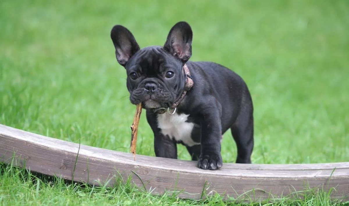¿Por qué los bulldog francés viven menos años que los demás perros?
