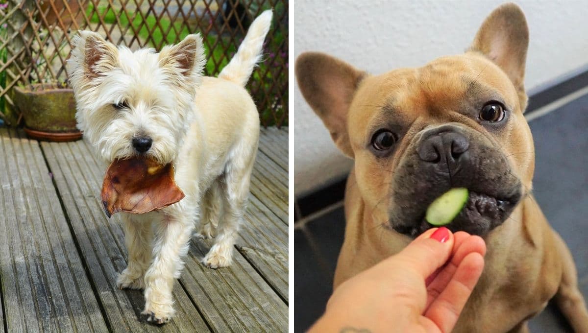 Tabla de los alimentos naturales más nutritivos y económicos para perros