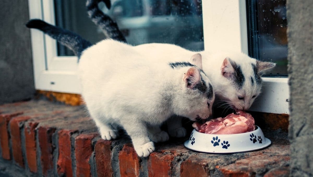 ¿Qué carne no pueden comer los gatos?