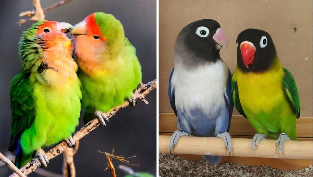 ¿Qué le puedo dar de comer a los periquitos del amor?