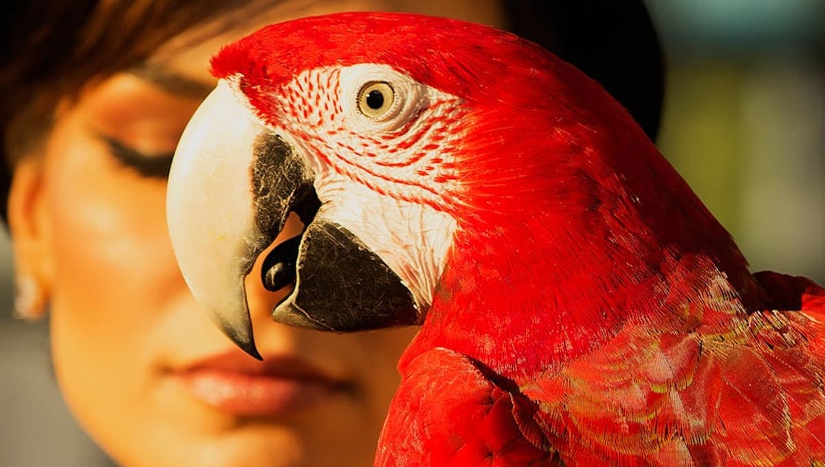¿Por qué la lengua de los loros es negra?