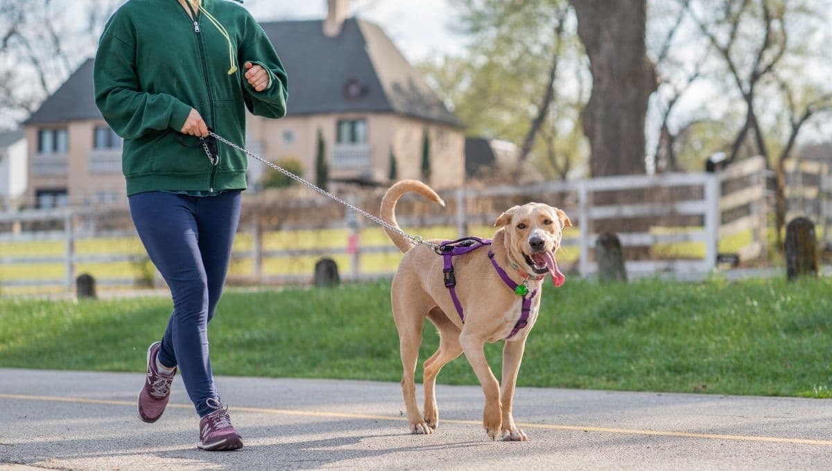 ¿Cómo certificarte como paseador de perros en CDMX?