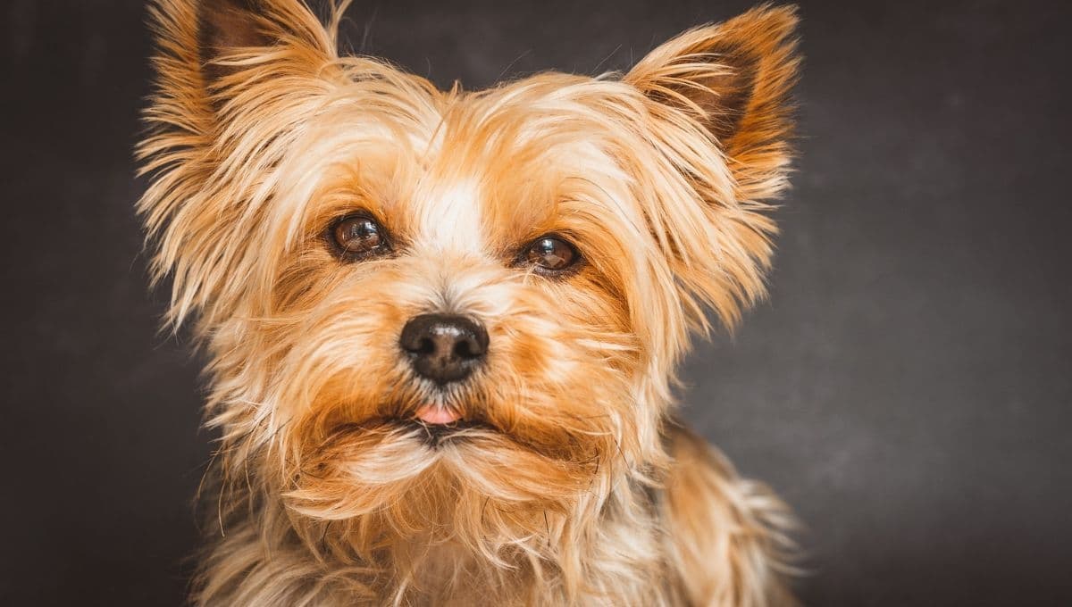 Yorkshire terrier: tamaño, peso, personalidad, pelo y más características de esta raza de perros