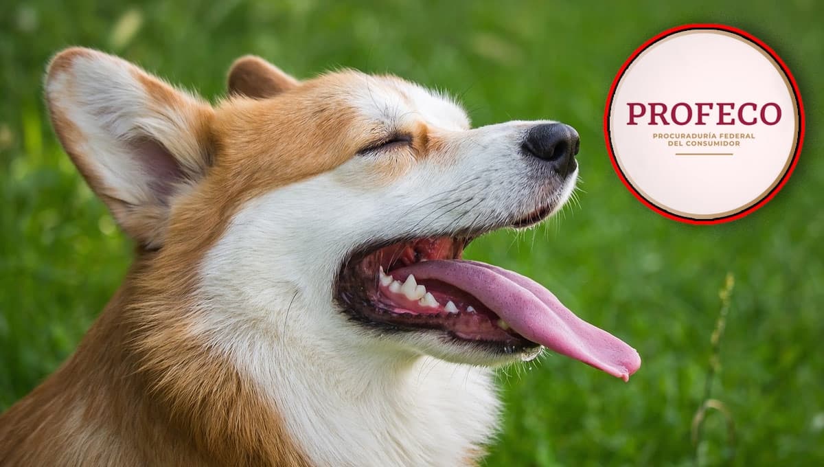 ¿Cuáles son las croquetas Nupec para perro más económicas, pero aprobadas por Profeco?