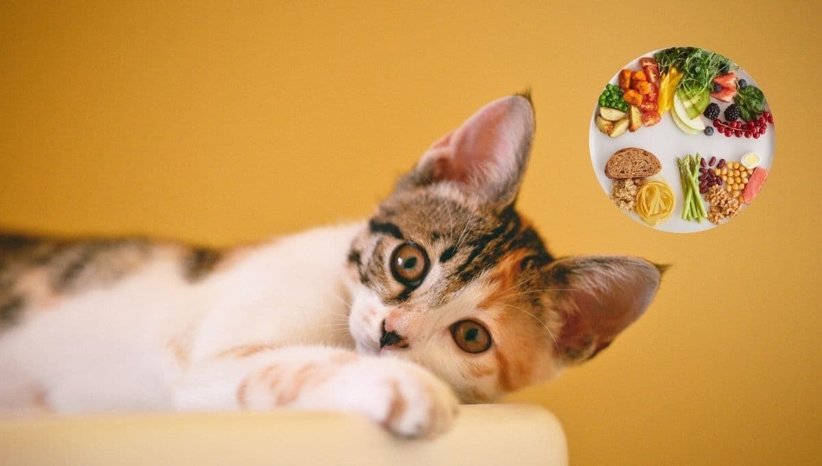 3 alimentos que tienes en casa y puedes darle a tu gato