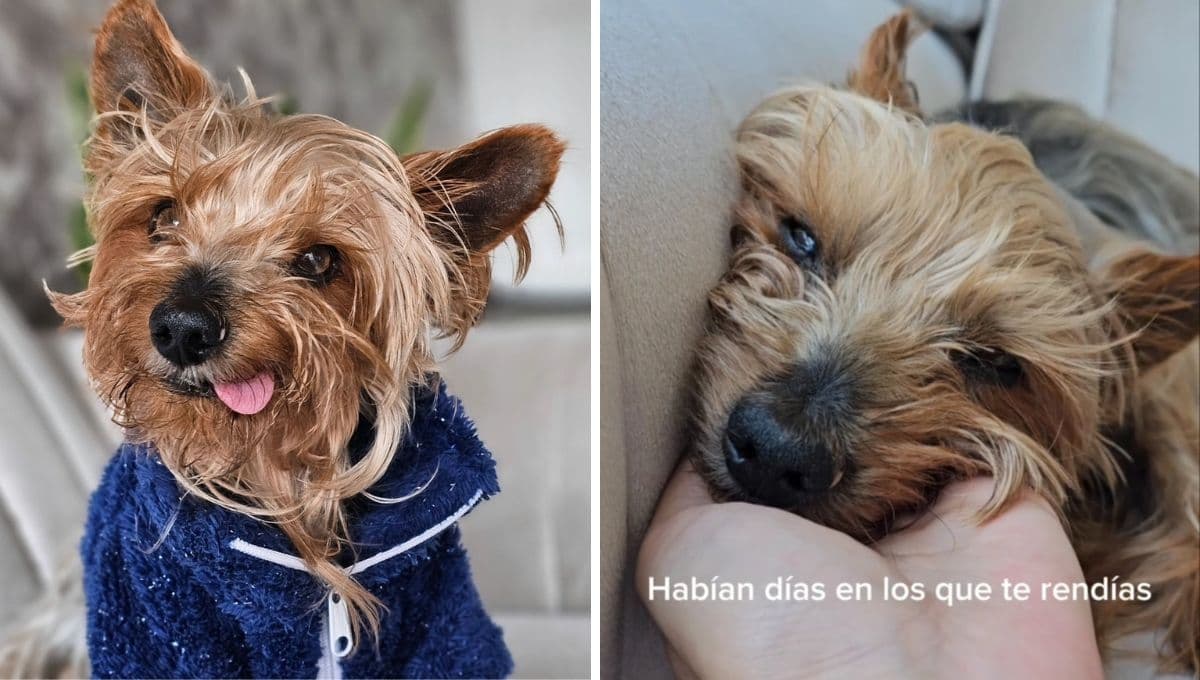 VIDEO: este perrito dejó de caminar tras feroz ataque, pero se recuperó milagrosamente