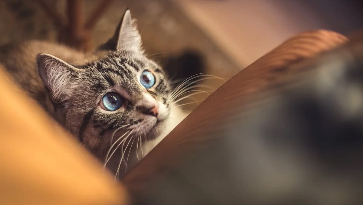 ¿Qué significa encontrarte con un bigote de gato y qué hacer con él?