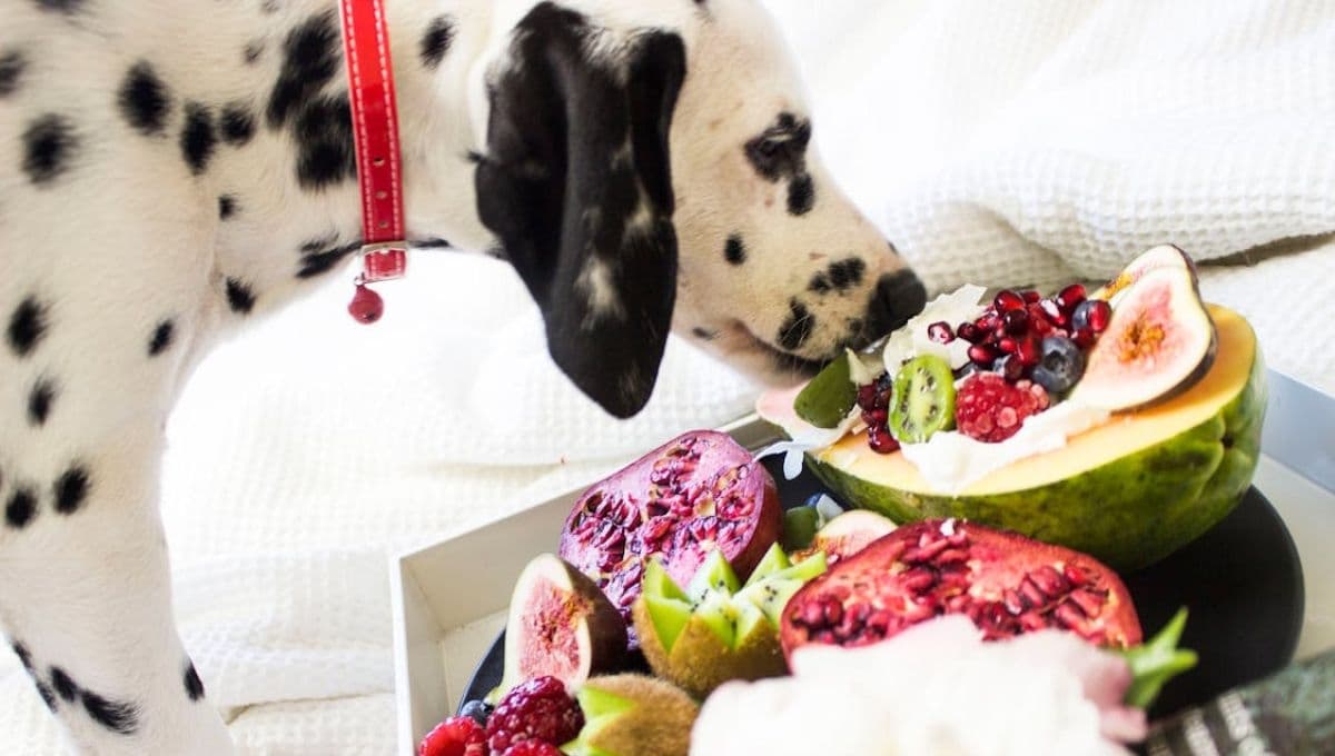 Lista de alimentos refrescantes y económicos para quitarle el calor a un perro