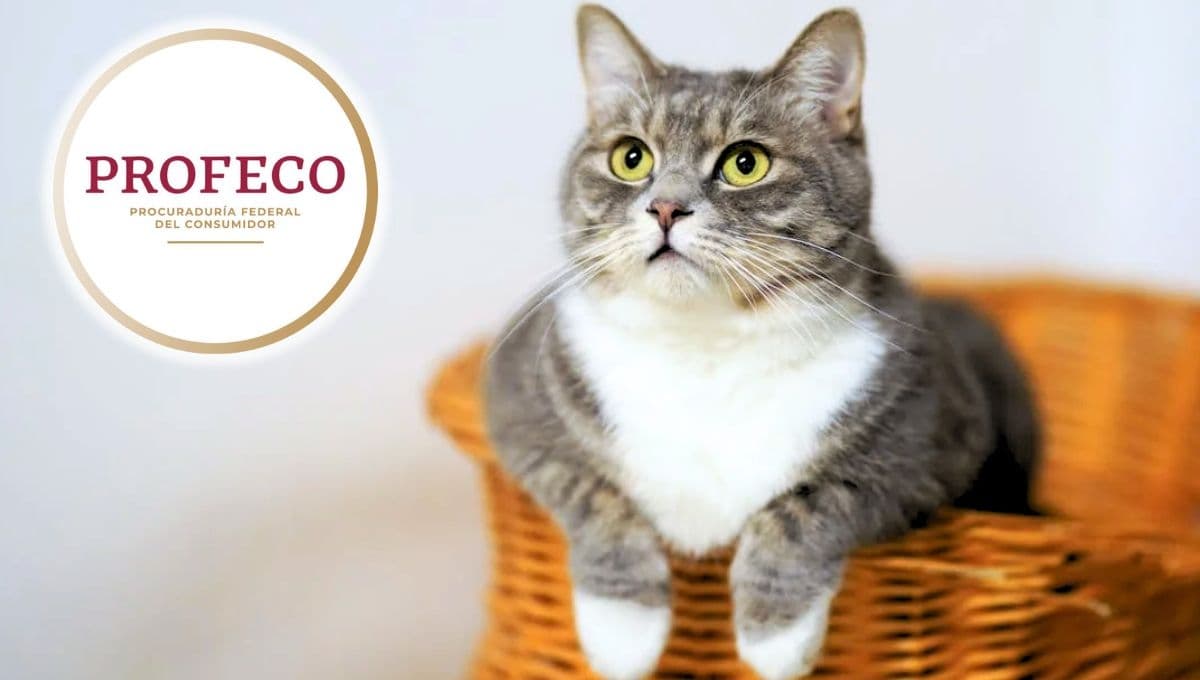 Ranking de los alimentos para gato con más proteínas, según Profeco