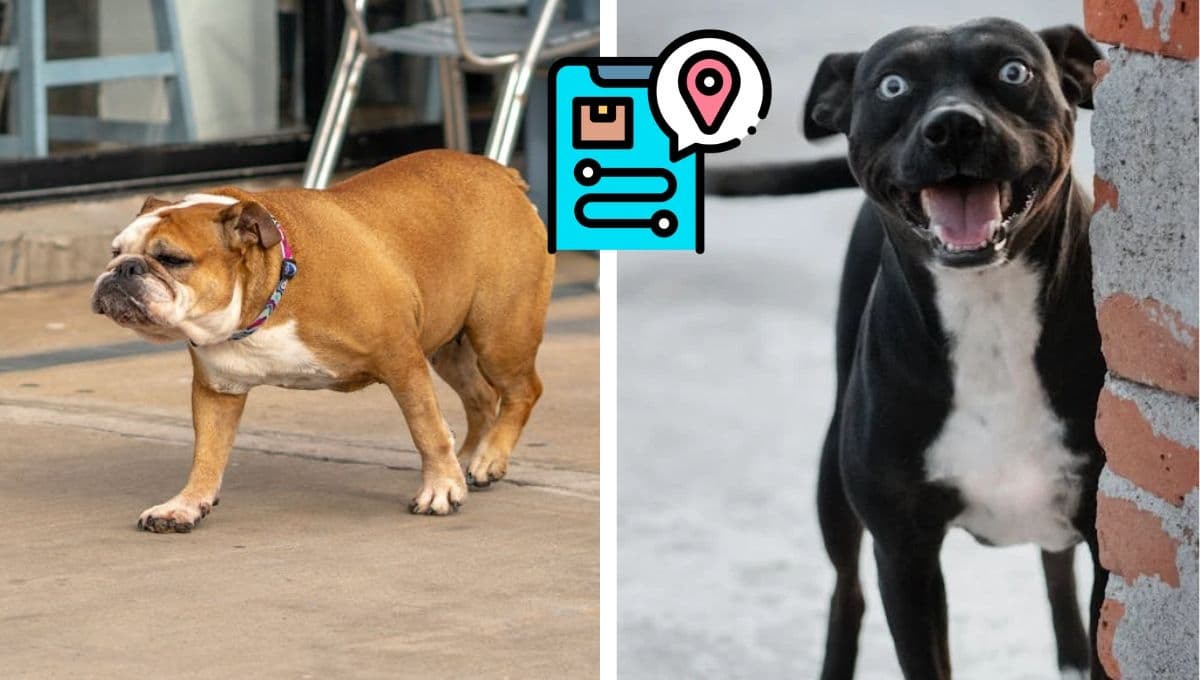 Chip de rastreo para mascotas: precios y dónde poner el requisito para el RUAC
