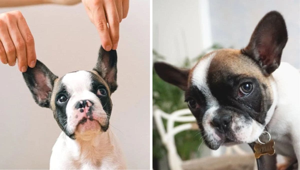 Bulldog francés: tamaño, peso, cuidados, enfermedades y qué tan delicados son