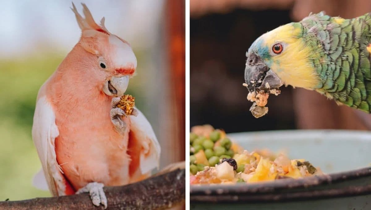 ¿Cuál es la comida favorita de los loros?