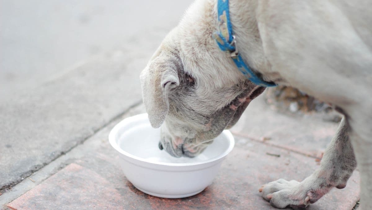 Cómo hacer un bebedero para perros de la calle con un tubo de PVC: paso a paso