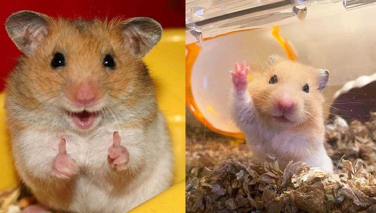 5 características de un hámster FELIZ que ama estar contigo