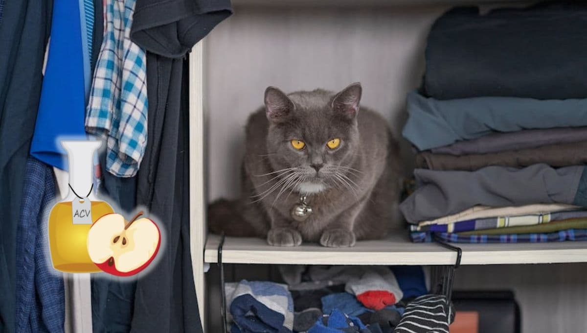 ¿Cómo usar el vinagre para eliminar el olor a orines de gato de la ropa?