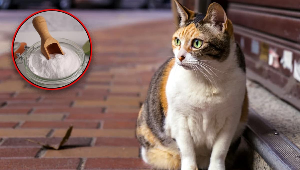 Cómo usar el bicarbonato para que la arena del gato no huela mal