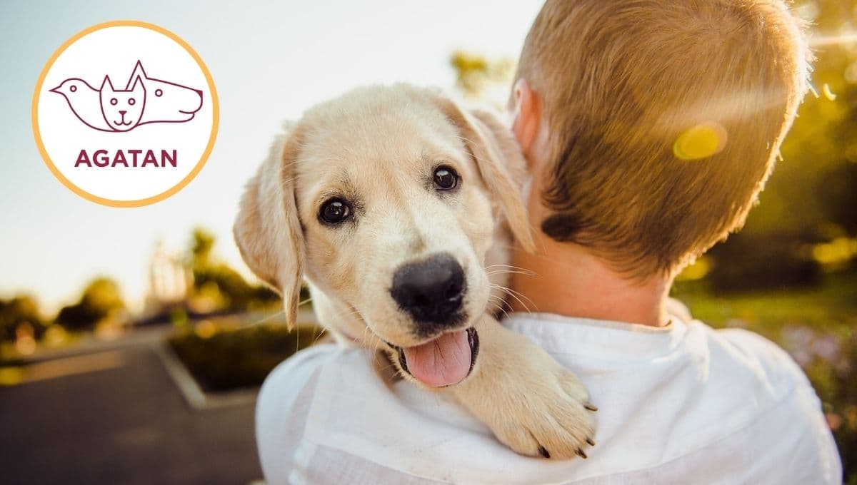 CURP para mascotas: cómo esterilizarlo gratis en Chapultepec si ya tengo su RUAC
