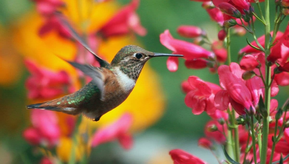 Cómo hacer un bebedero para colibríes: así puedes preparar su agua como néctar