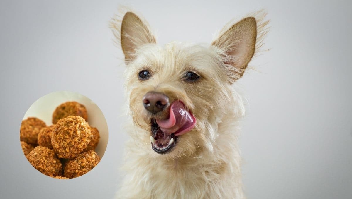 Prepara estas ricas albóndigas para perro con carne molida