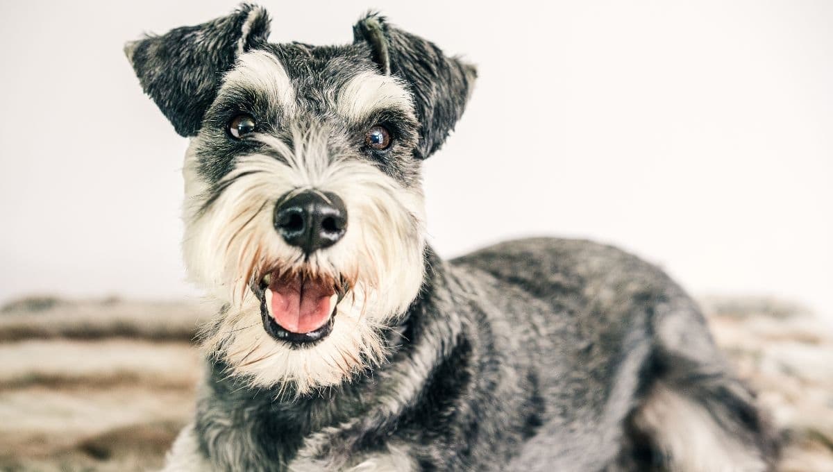 Perros Schnauzer: tamaño, peso, cuidados y alimentación